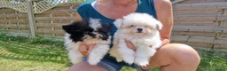 Mixed Breed dogs for sale: Sitzu x pomeranian boys only - Advert 8