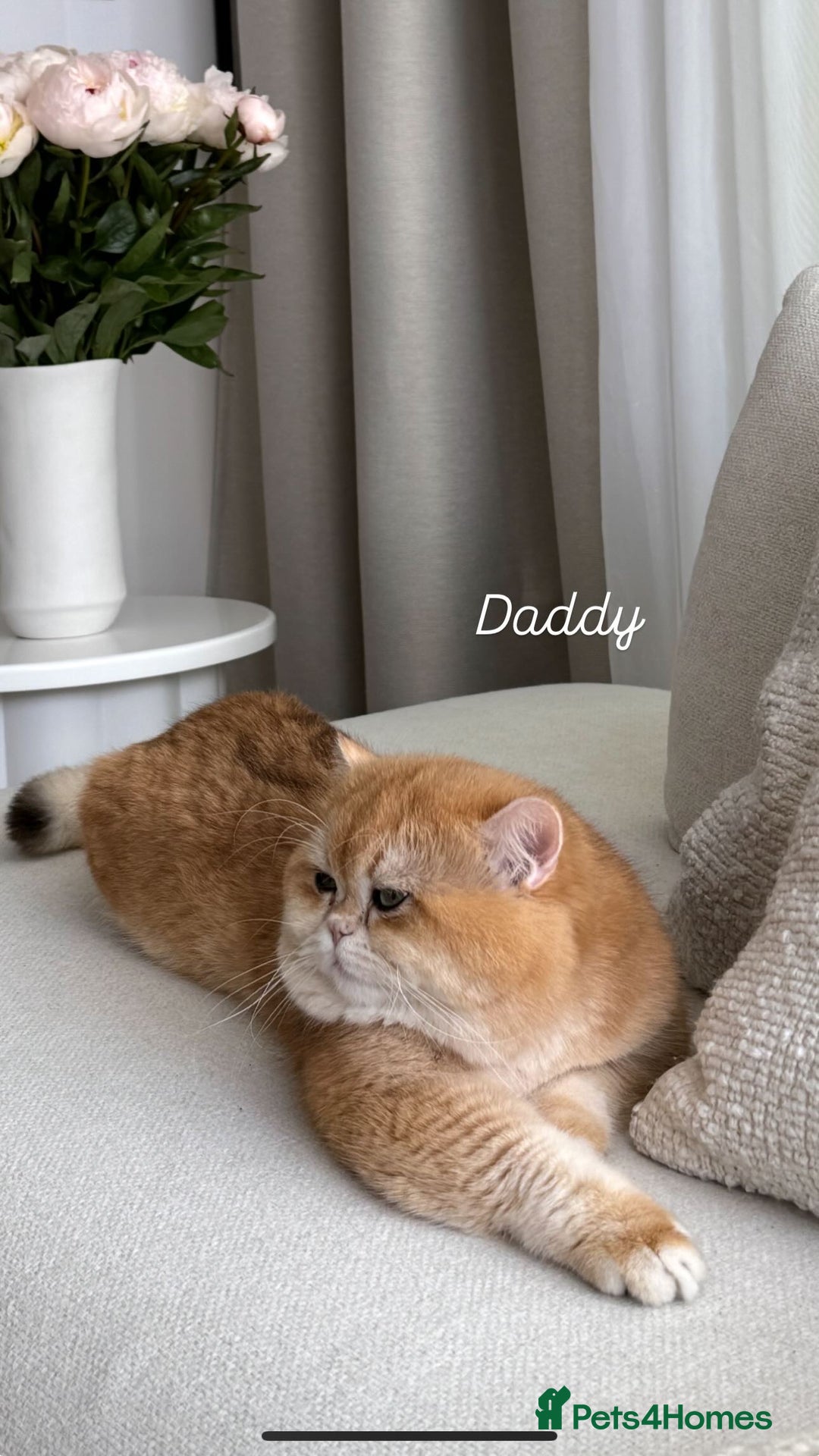 British Shorthair cats for sale: Blue Golden British Shorthair - Image 30