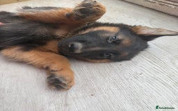 German Shepherd dogs for sale: German Shepherd's gorgeous puppies - Image 16