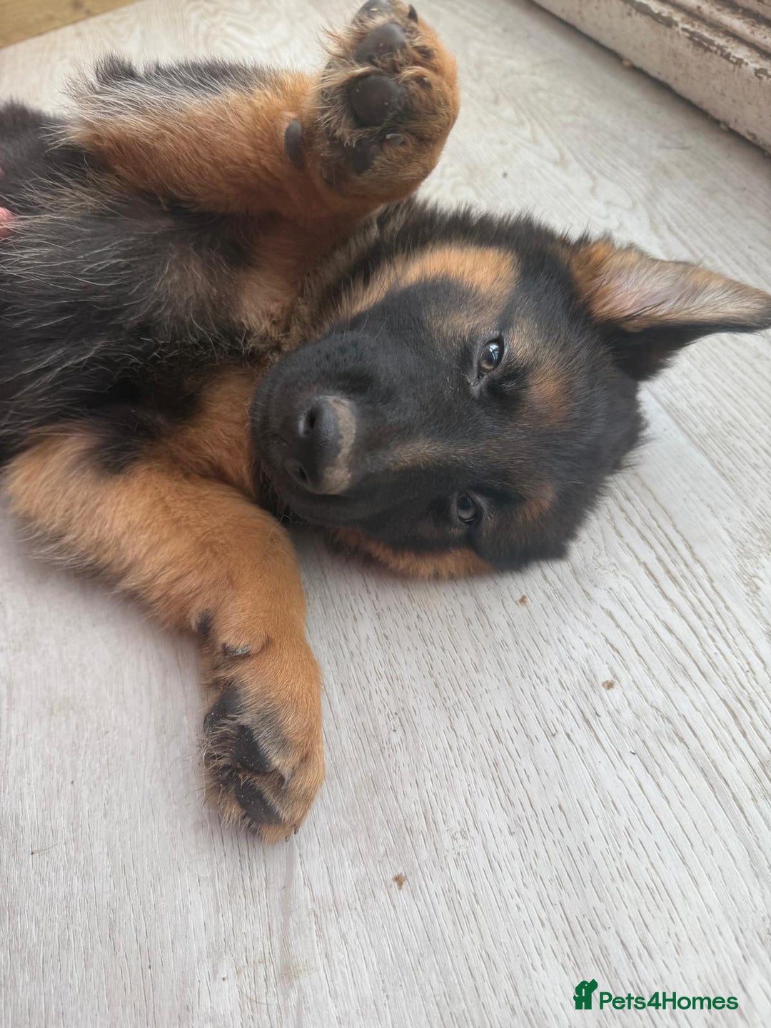 German Shepherd dogs for sale: German Shepherd's gorgeous puppies - Image 16