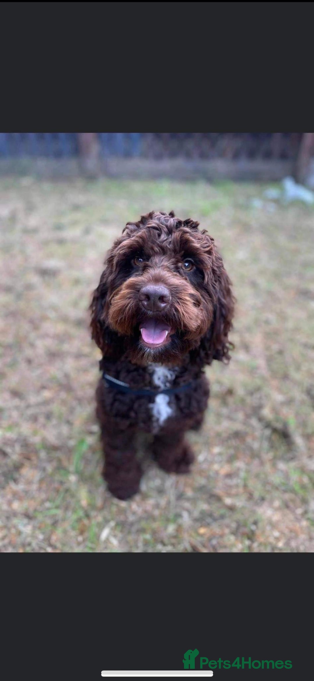 Toy Poodle dogs for stud: Percy KC Chocolate Phantom Toy Poodle Stud in Middlesbrough - Advert 17