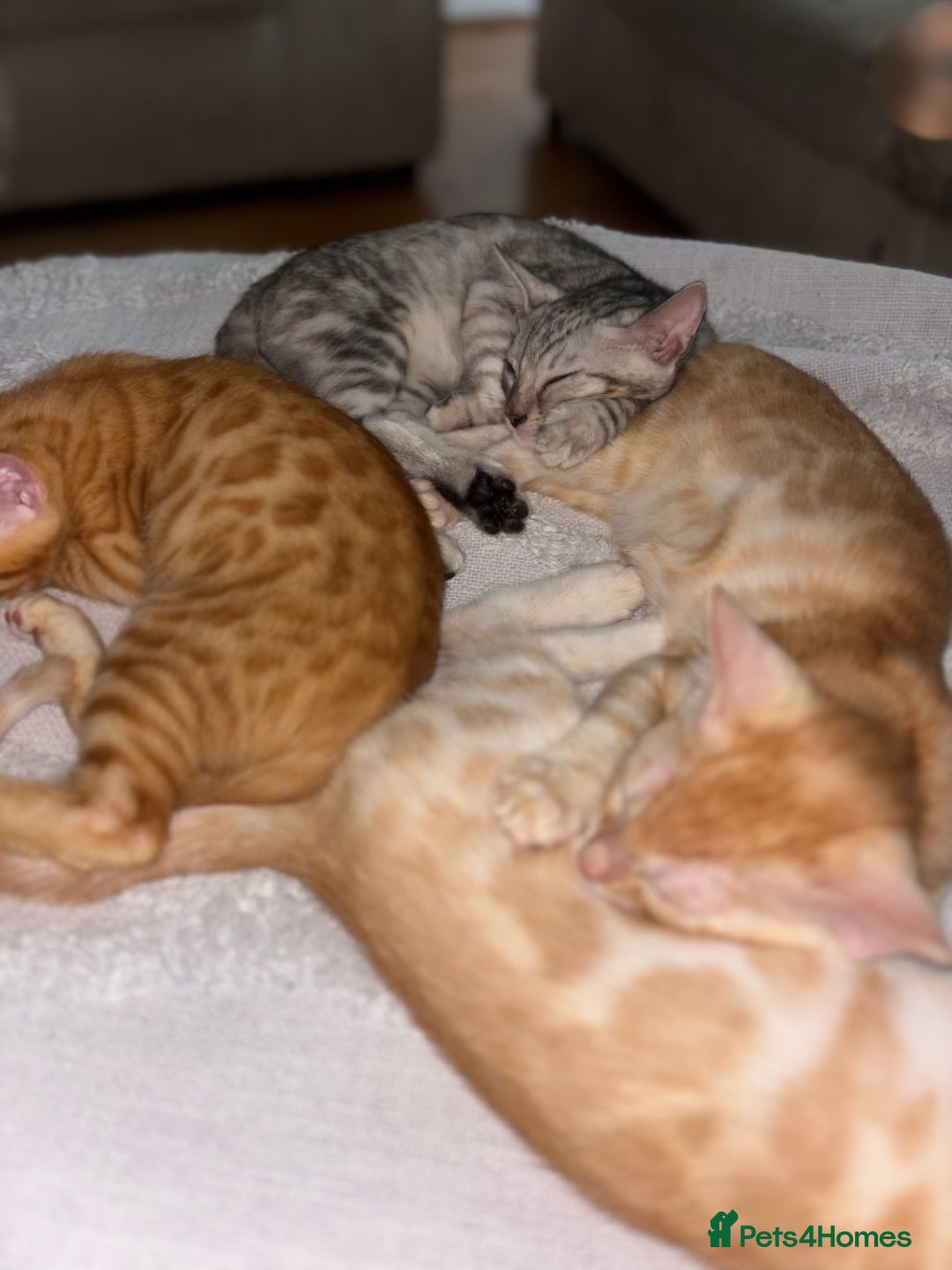 Bengal cats for sale: Unique Bengal Kittens  - Image 1