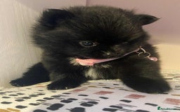 Pomeranian dogs for sale: Pomeranian puppies  - Image 15