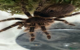 Spiders invertebrates for sale: 4 beautiful tarantulas  - Image 12