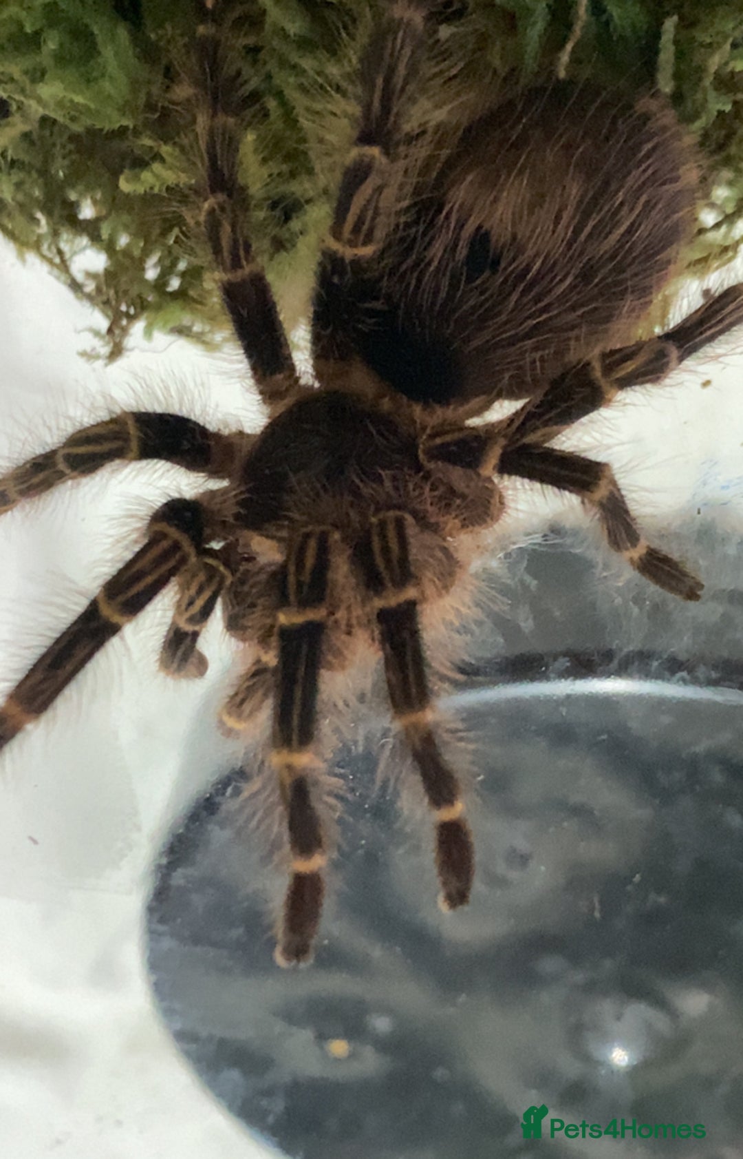 Spiders invertebrates for sale: 4 beautiful tarantulas  - Image 12