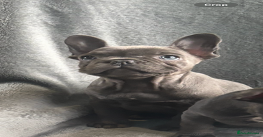 French Bulldog dogs - Advert 2