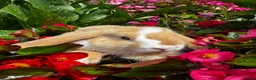 Mixed Breed rabbits for sale: READY NOW 4 girls holland mix  - Advert 7