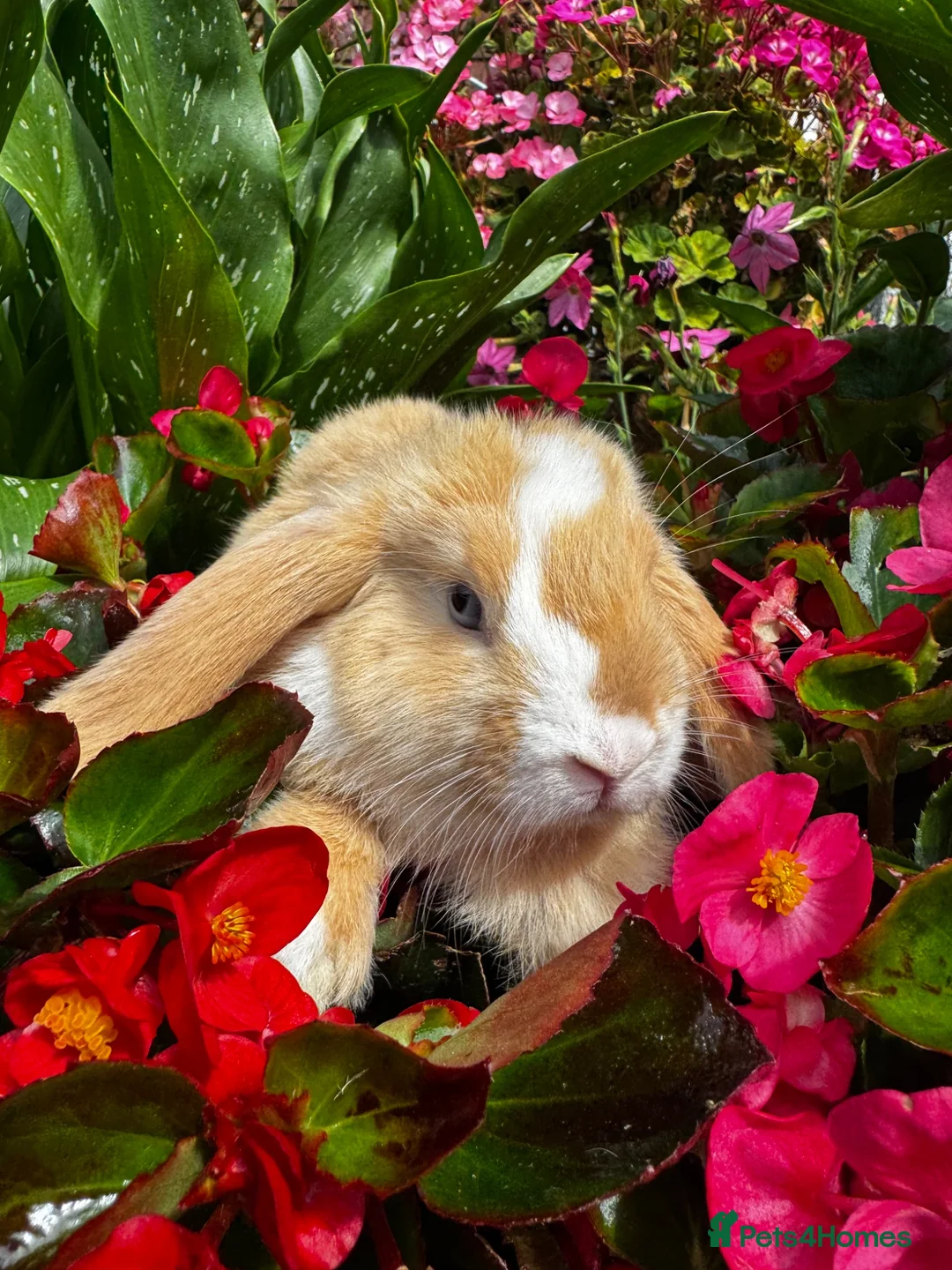 Mixed Breed rabbits for sale: READY NOW 4 girls holland mix  - Advert 7
