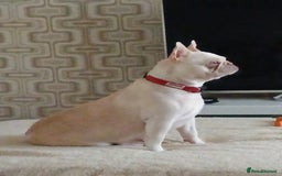 French Bulldog dogs for sale: Quality chunky French bulldog fluffy carriers  - Image 8