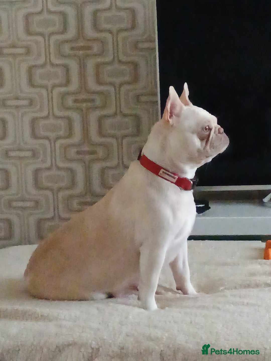 French Bulldog dogs for sale: Quality chunky French bulldog fluffy carriers  - Image 8