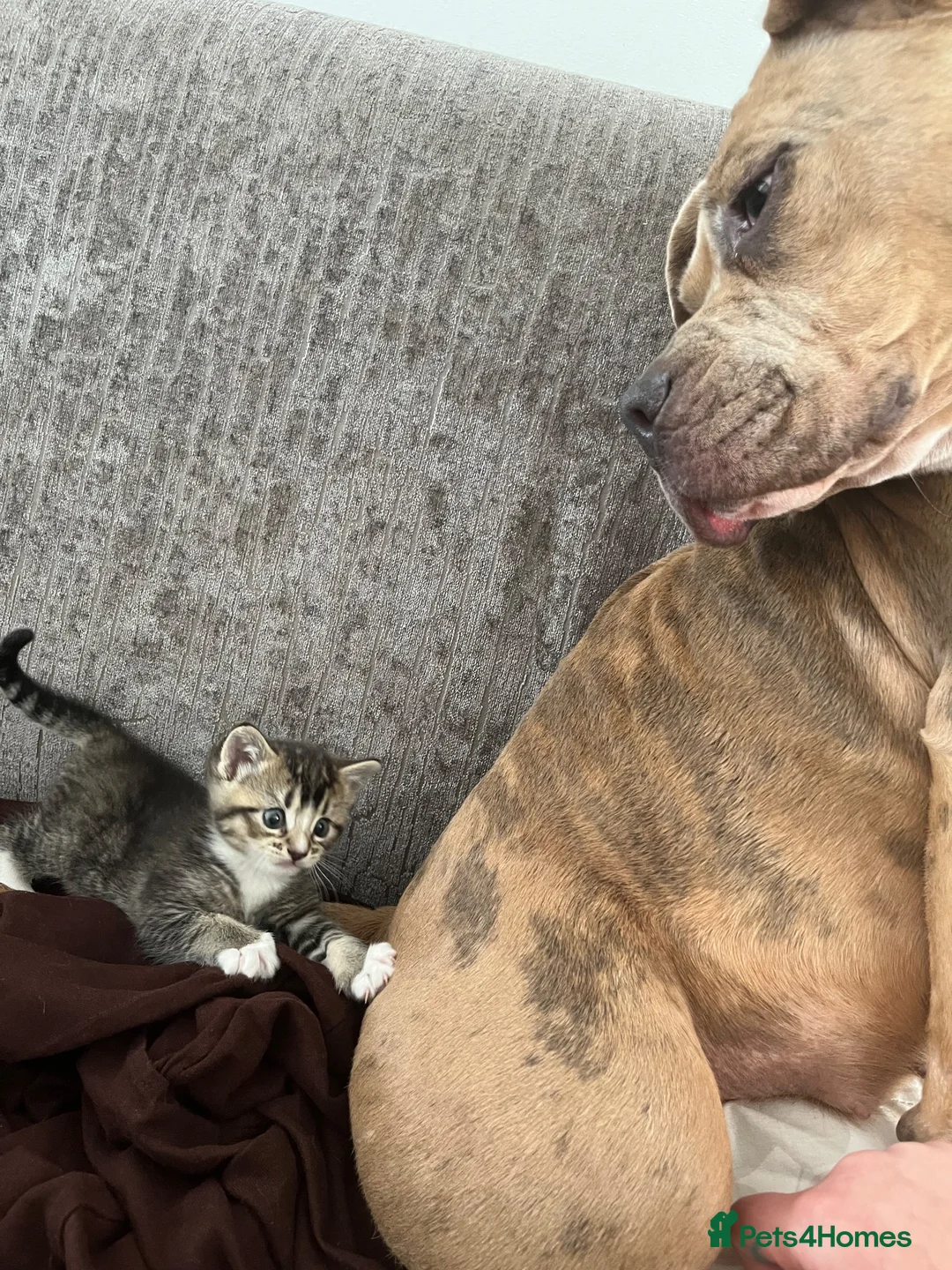 Mixed Breed cats for sale: Ready today beautiful tabbys - Advert 9