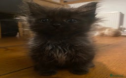 Mixed Breed cats for sale: Kittens, Cross Ragdoll - Image 2