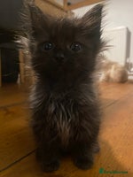 Mixed Breed cats - Advert 14