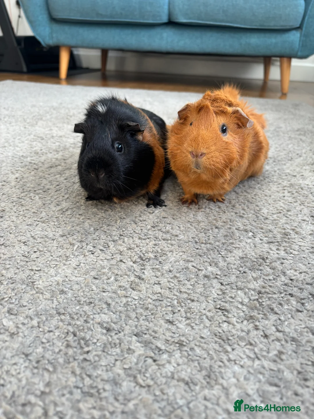 Guinea Pig rodents for sale: Two Female Guinea Pigs  – With Cage & Accessories  - Advert 3
