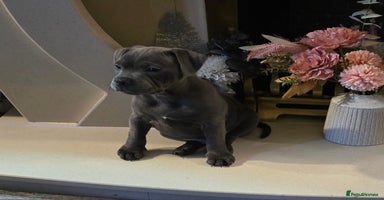 Staffordshire Bull Terrier dogs - Advert 8