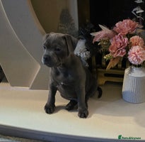 Staffordshire Bull Terrier dogs - Advert 8