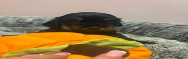 Cocker Spaniel 6