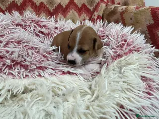 Italian Greyhound dogs Gorgeous Italian greyhound puppies - Advert 18