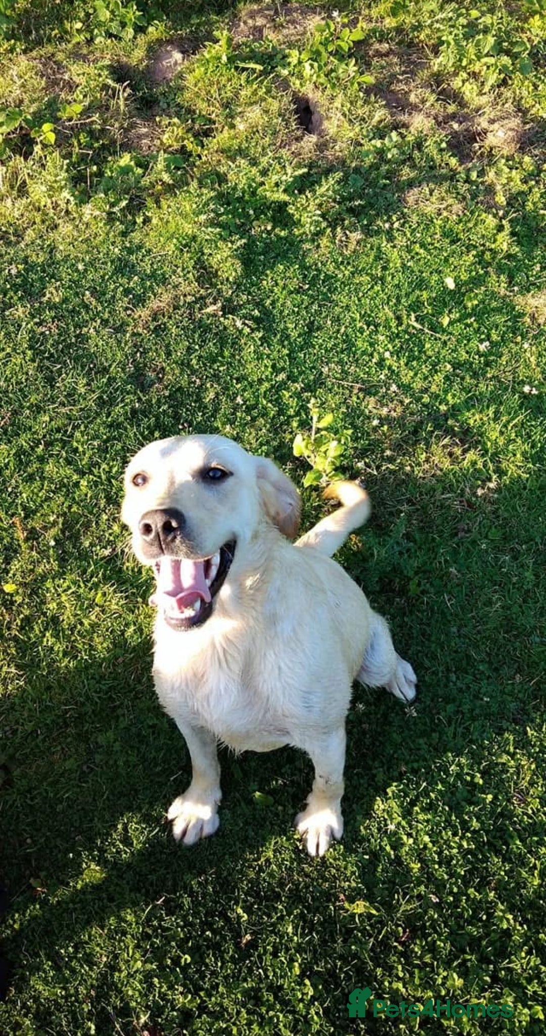 Labrador Retriever dogs for sale: Beautiful chunky labs  - Advert 15