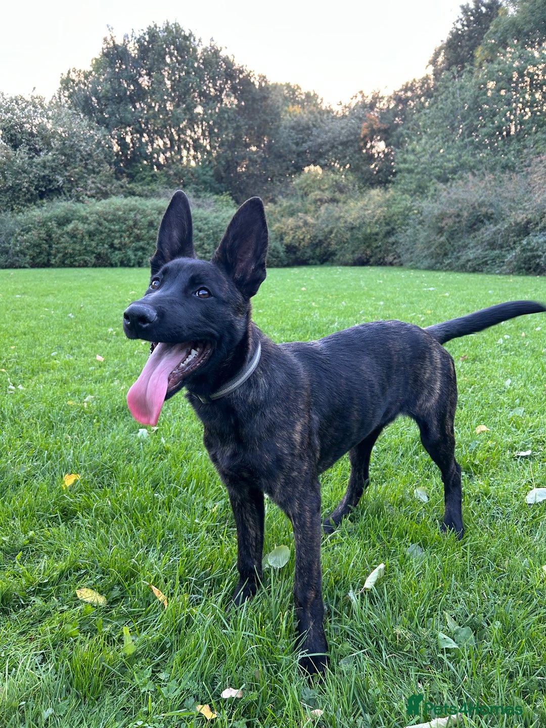 Belgian Shepherd Dog dogs for sale: DUTCH Shepherd puppies - Image 6