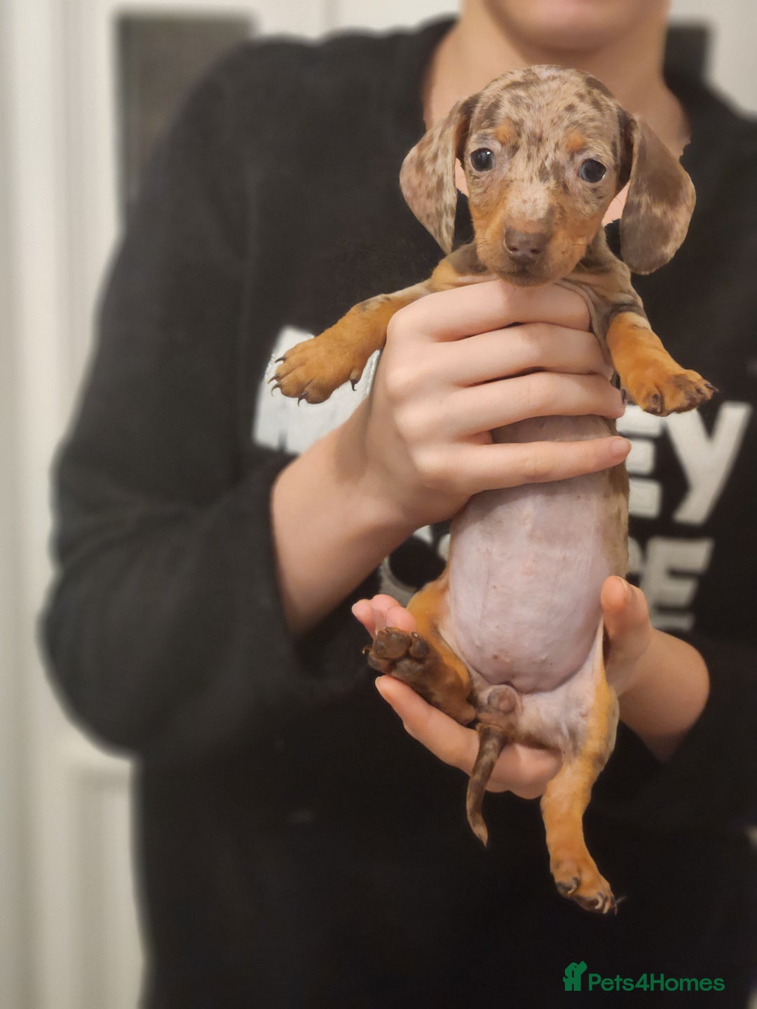 Dachshund dogs for sale: Miniture dashounds - Advert 6