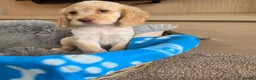 Cocker Spaniel dogs for sale: Amazing Working type Cocker Spaniels - Advert 6