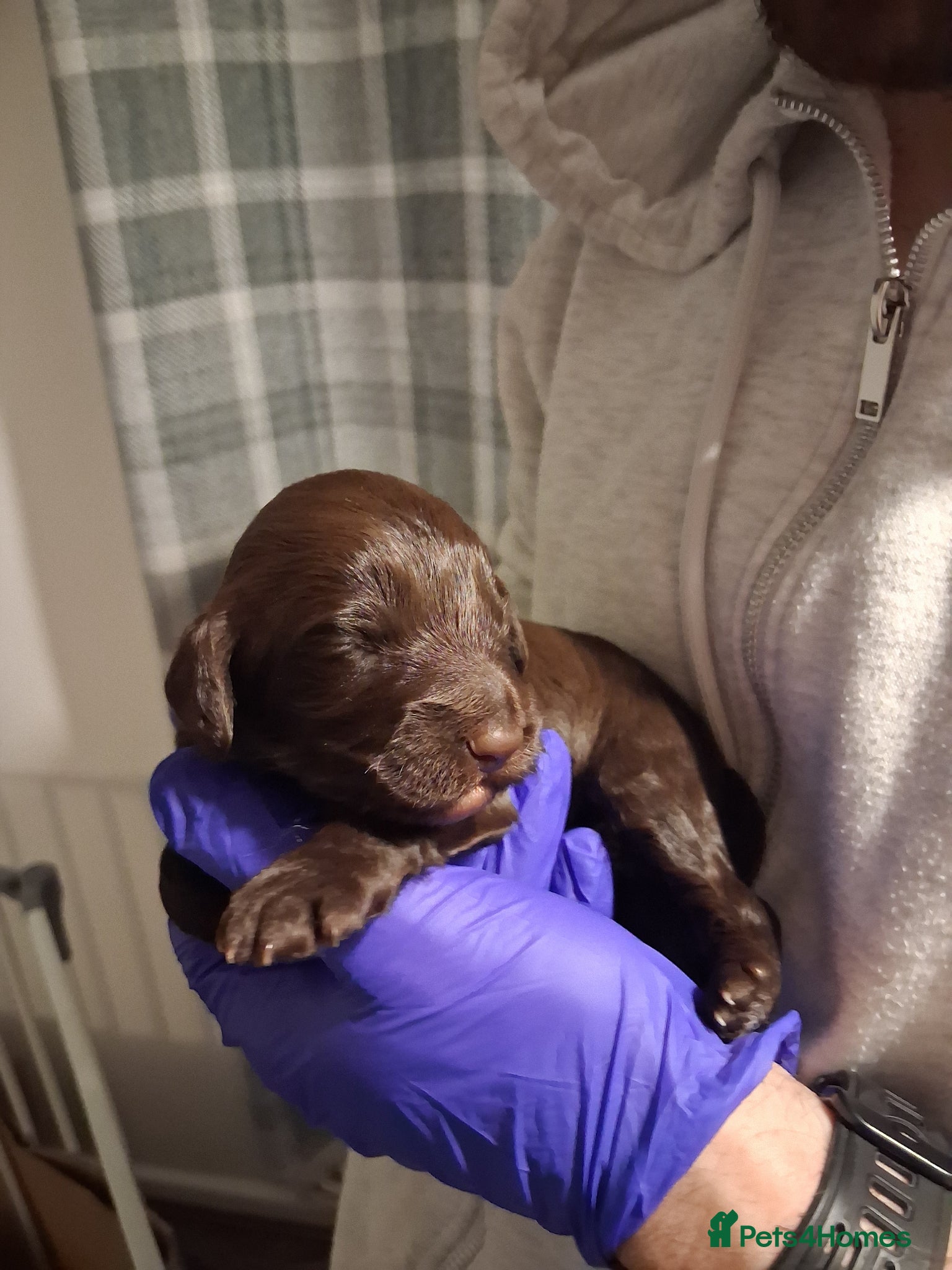 Cockapoo dogs 2 boys Left !! Cockapoos available  - Advert 12