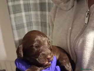 Cockapoo dogs 2 boys Left !! Cockapoos available - Advert 12