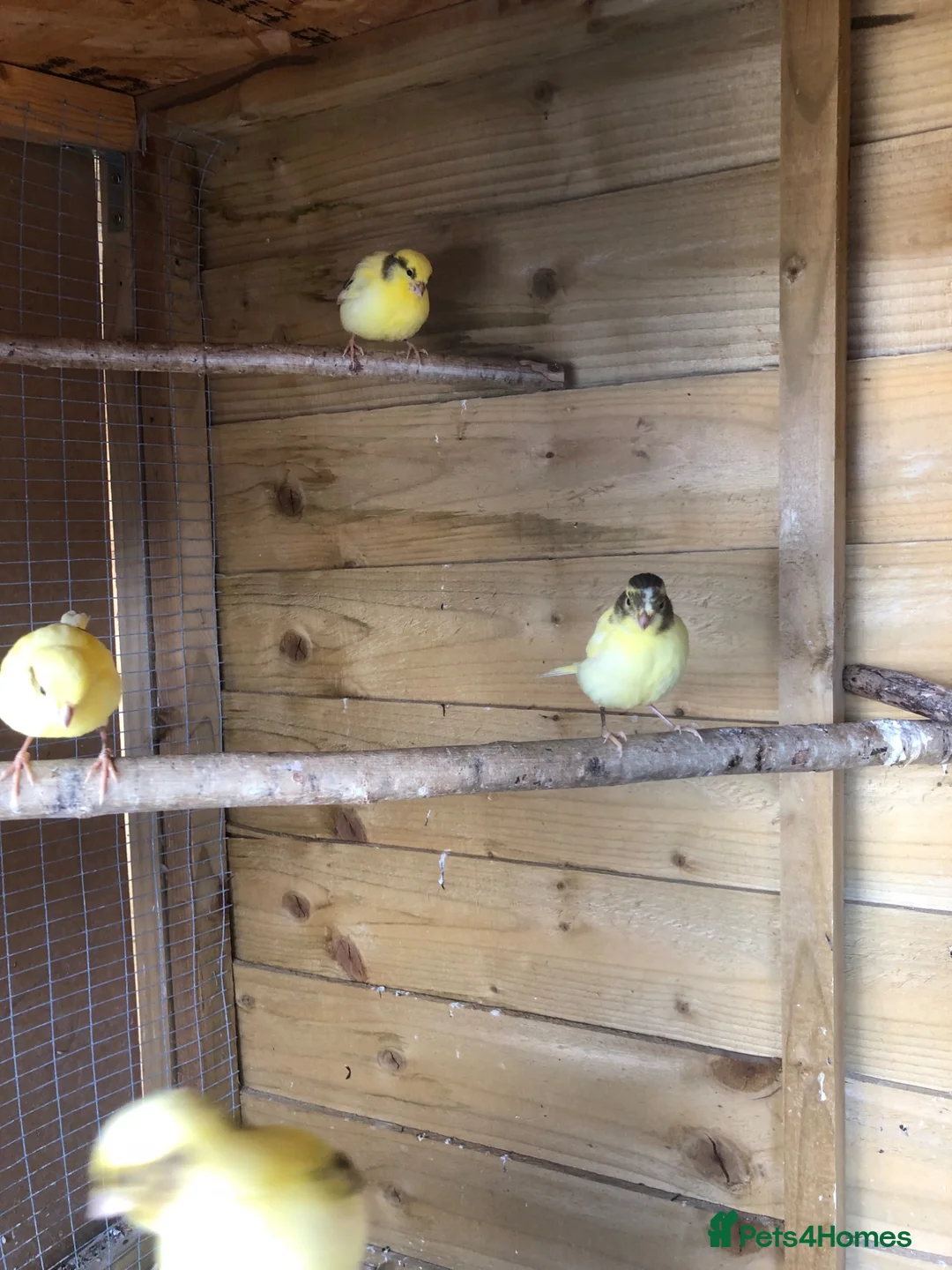 Canaries birds for sale: Young Canaries for sale in Trowbridge - Advert 2