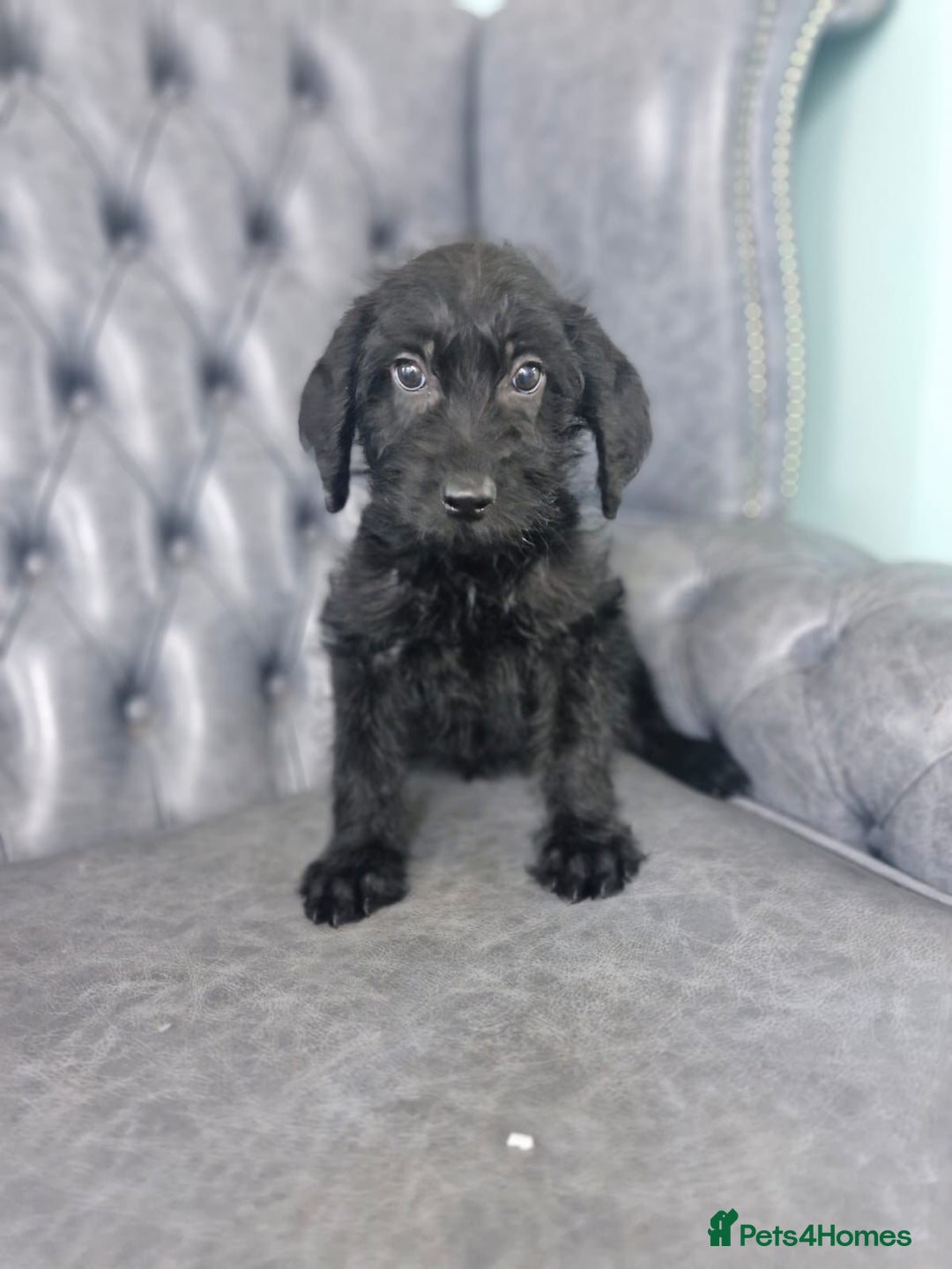 Labradoodle dogs for sale: Standard Labradoodle Puppies  - Advert 6