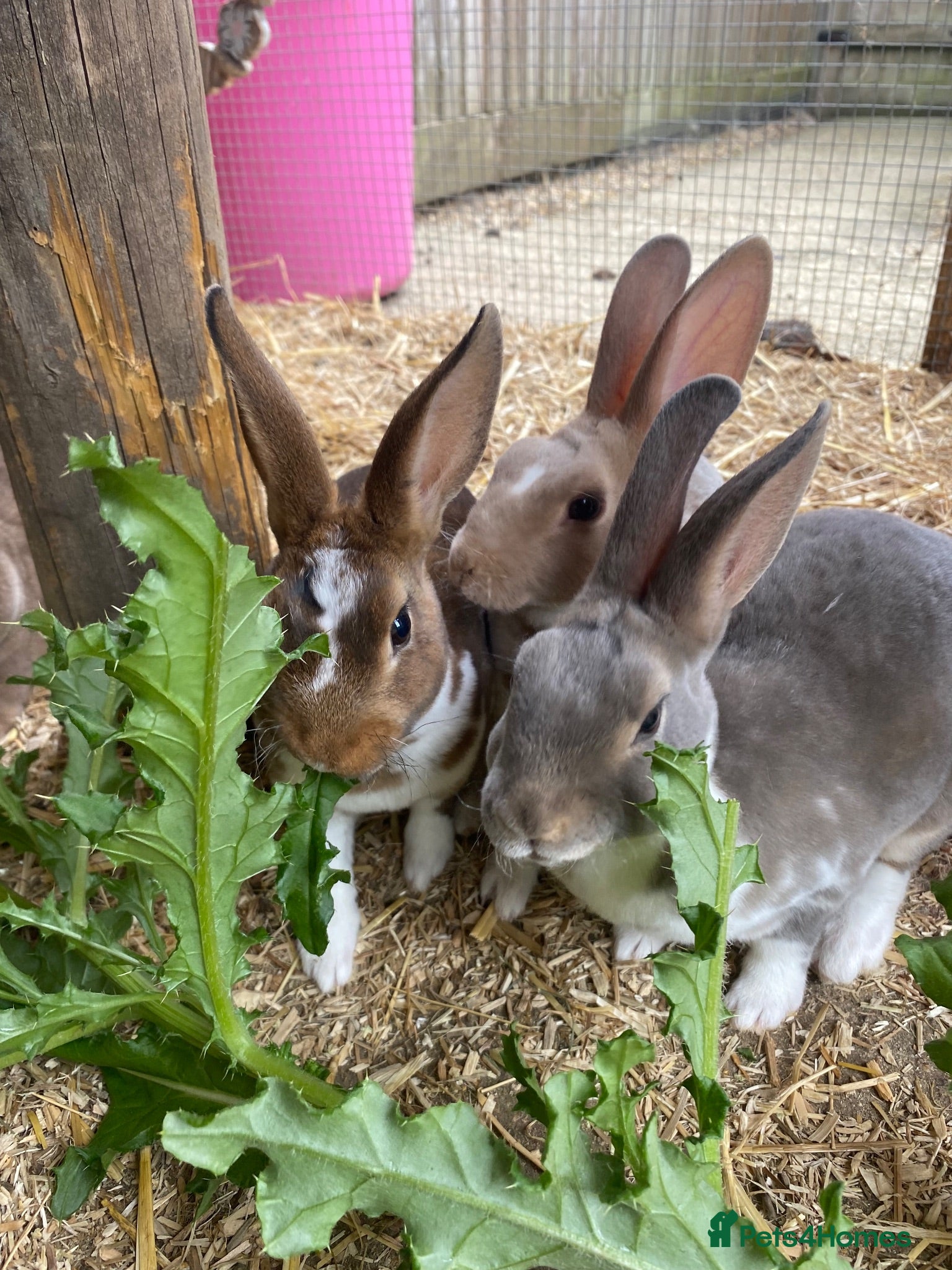 Rex rabbits READY TO GO! Stunning Mini Rex Rabbit Babies - Advert 12