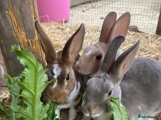 Rex rabbits READY TO GO! Stunning Mini Rex Rabbit Babies - Advert 12