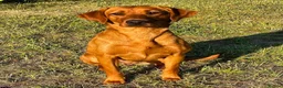 Labrador Retriever dogs for sale: Outstanding KC registered Fox Red Labrador Puppies - Advert 2