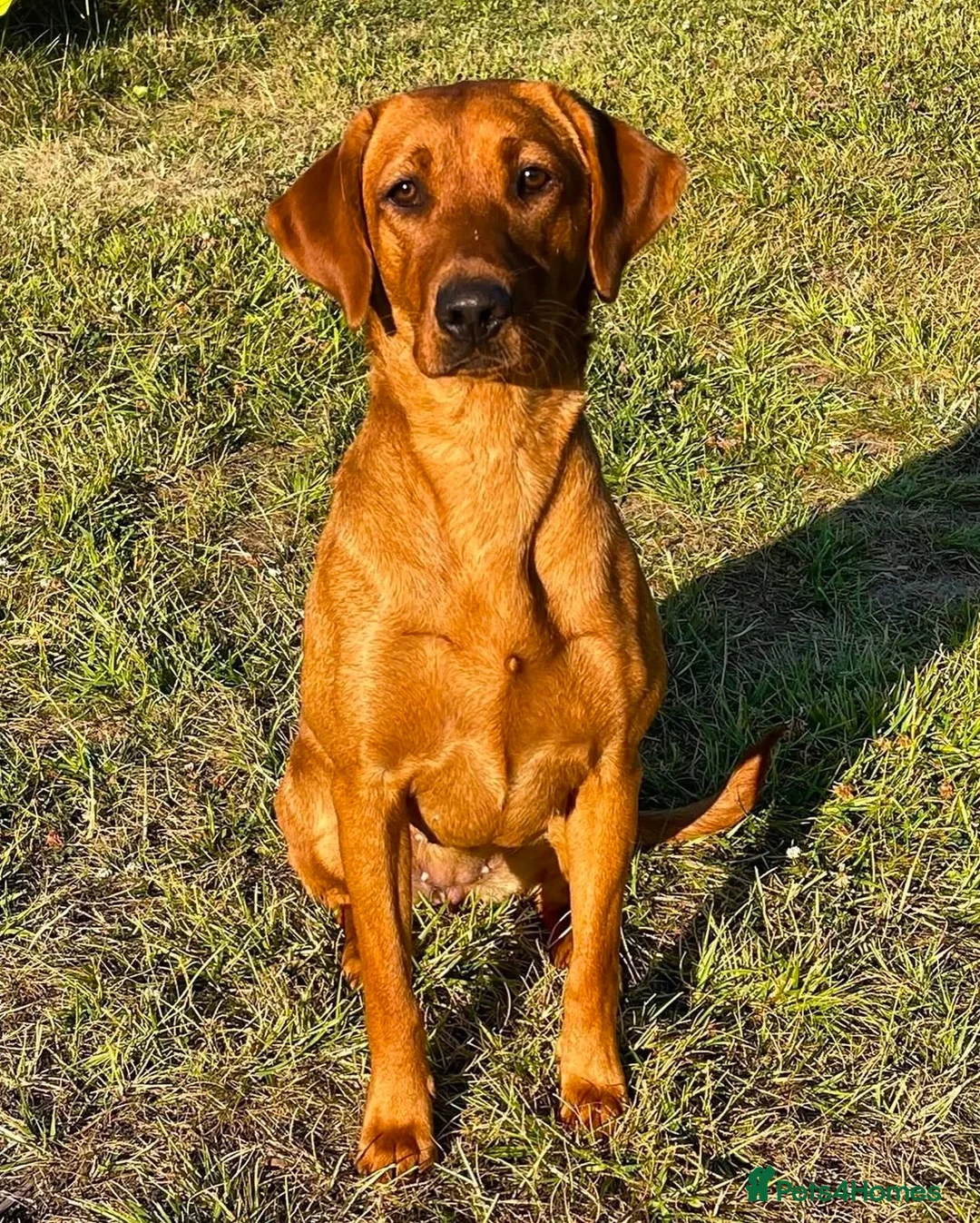 Labrador Retriever dogs for sale: Outstanding KC registered Fox Red Labrador Puppies - Advert 2