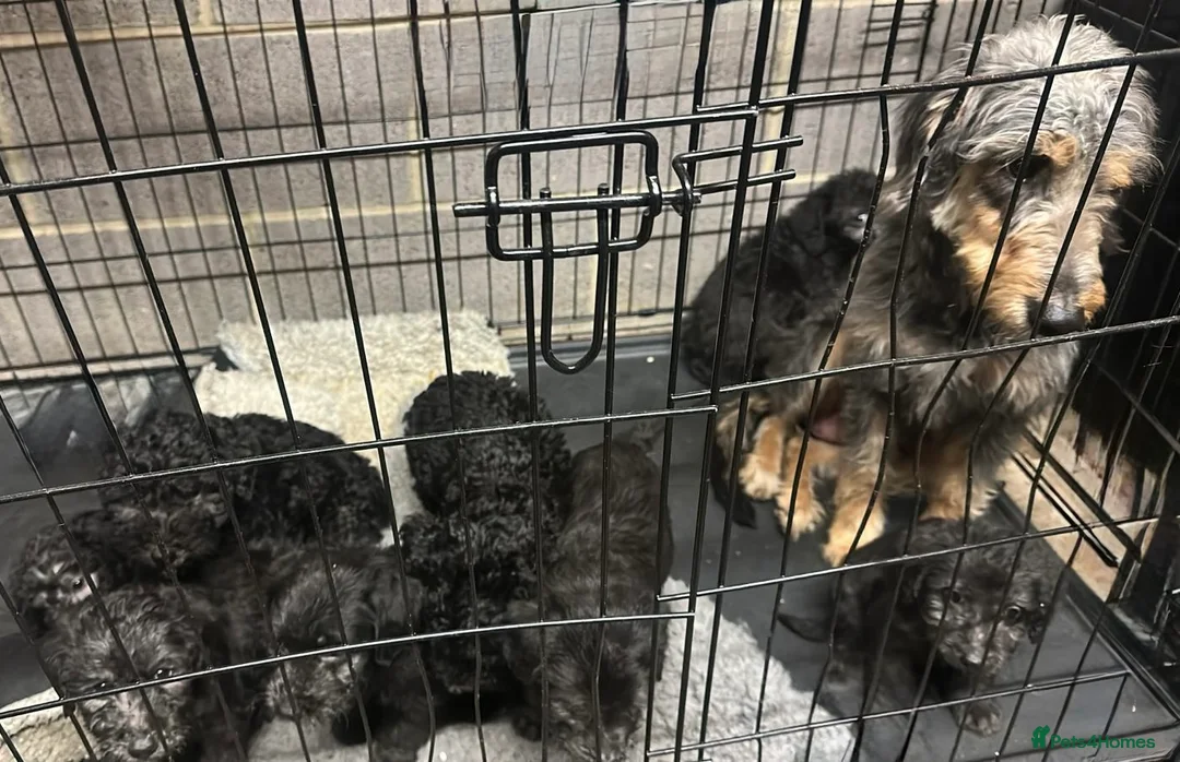 Mixed Breed dogs for sale: Bedlington terrier/collie whippet mix  - Advert 2