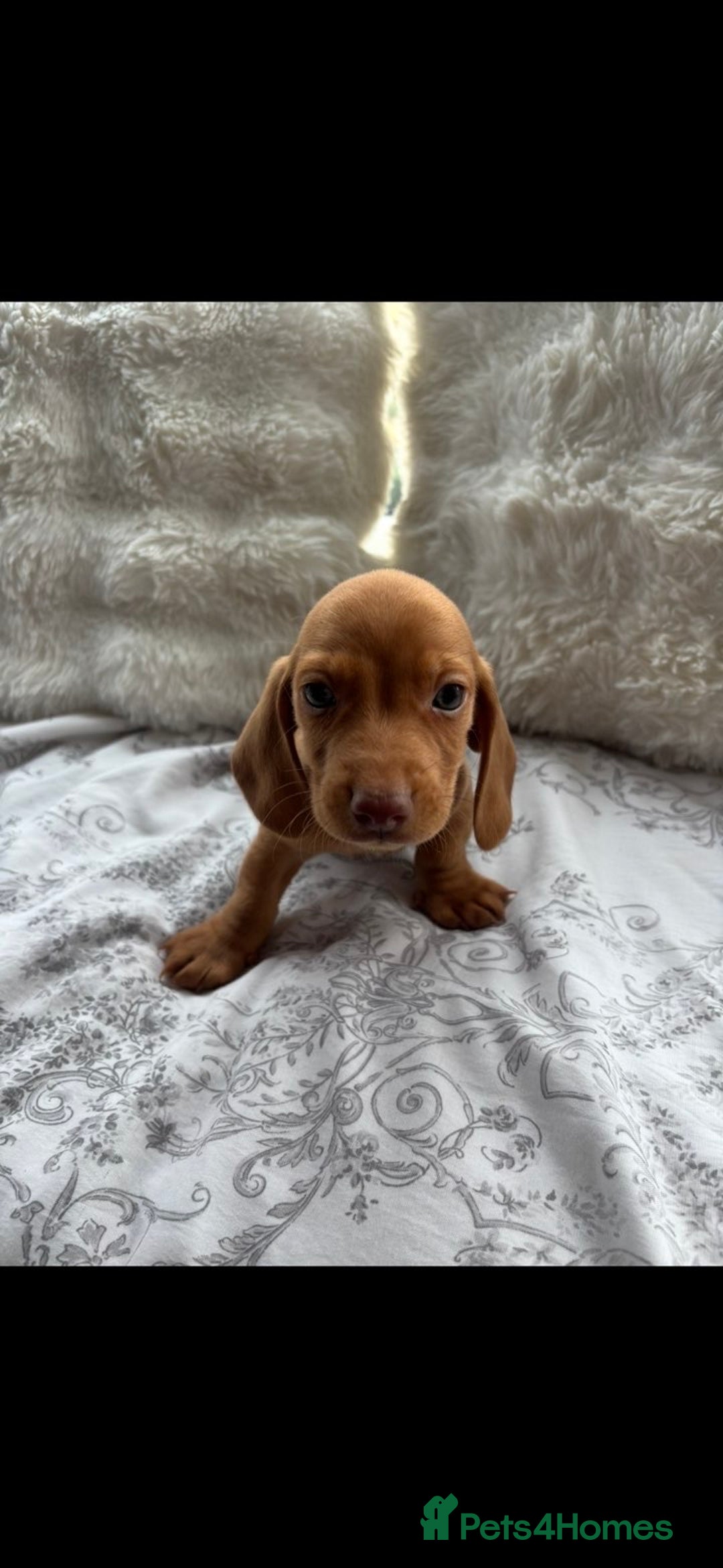 Miniature Dachshund dogs for sale: Ready to leave Miniature dachshunds - Image 6