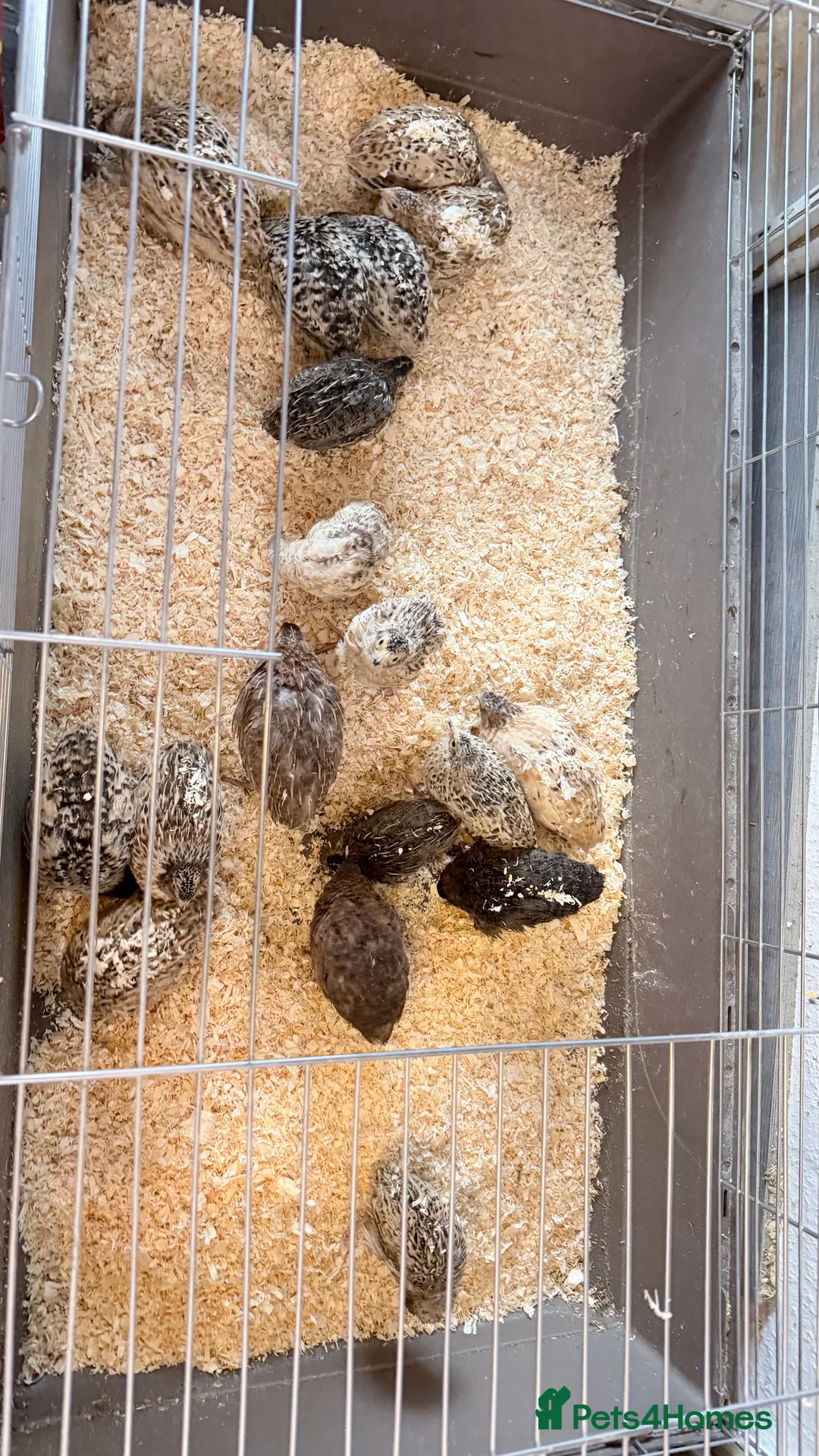 Quail poultry for sale: Coturnix Quail, egg laying hens, males, young one - Advert 2