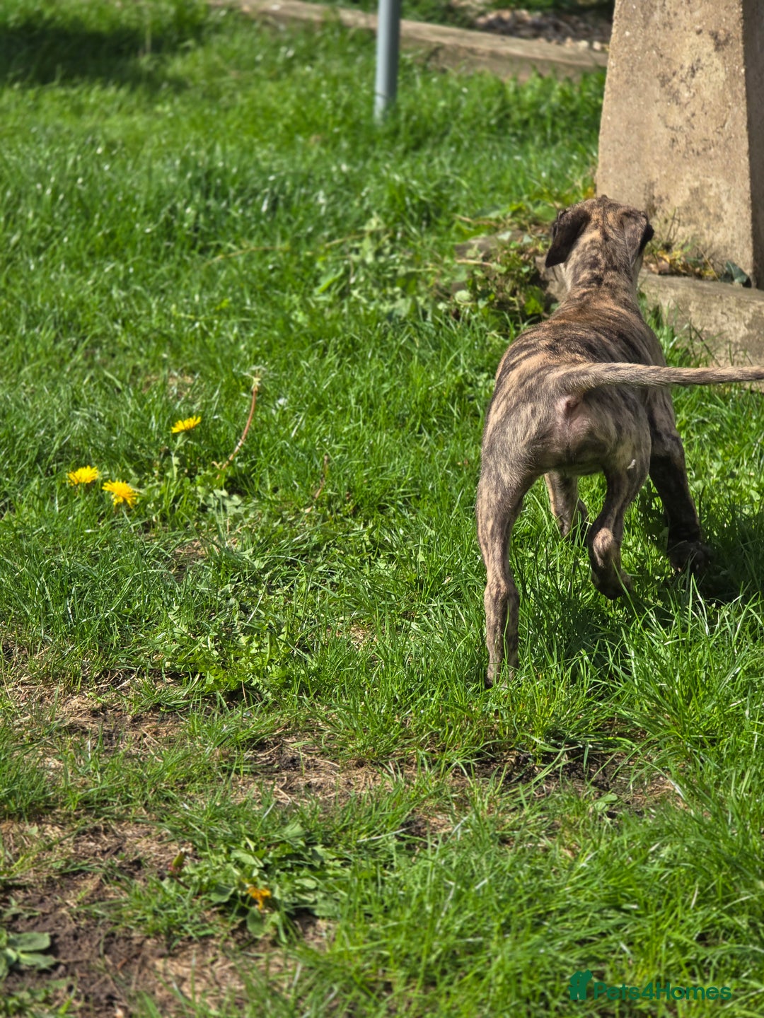 Mixed Breed dogs for sale: Brindle female whippet lurcher  - Image 14