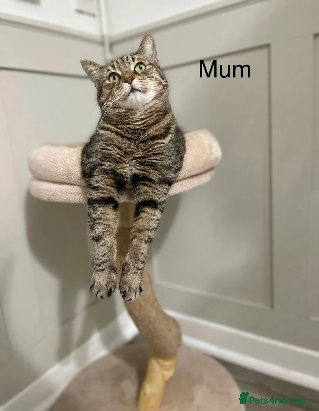 Mixed Breed cats for sale: Stunning kittens 8 weeks old ready now  - Advert 10