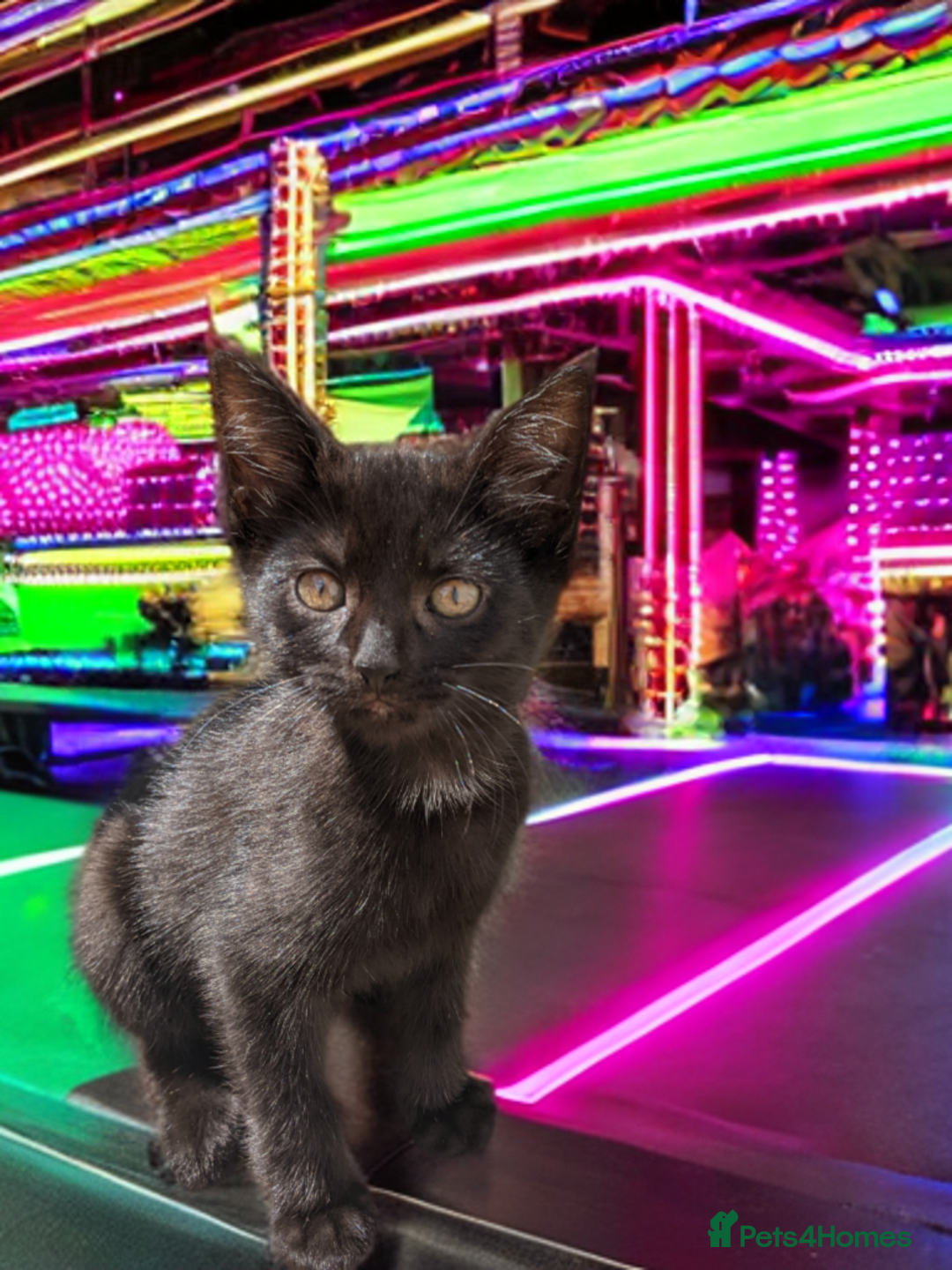 Mixed Breed cats for sale: Bigger kittens for rehoming - Image 9