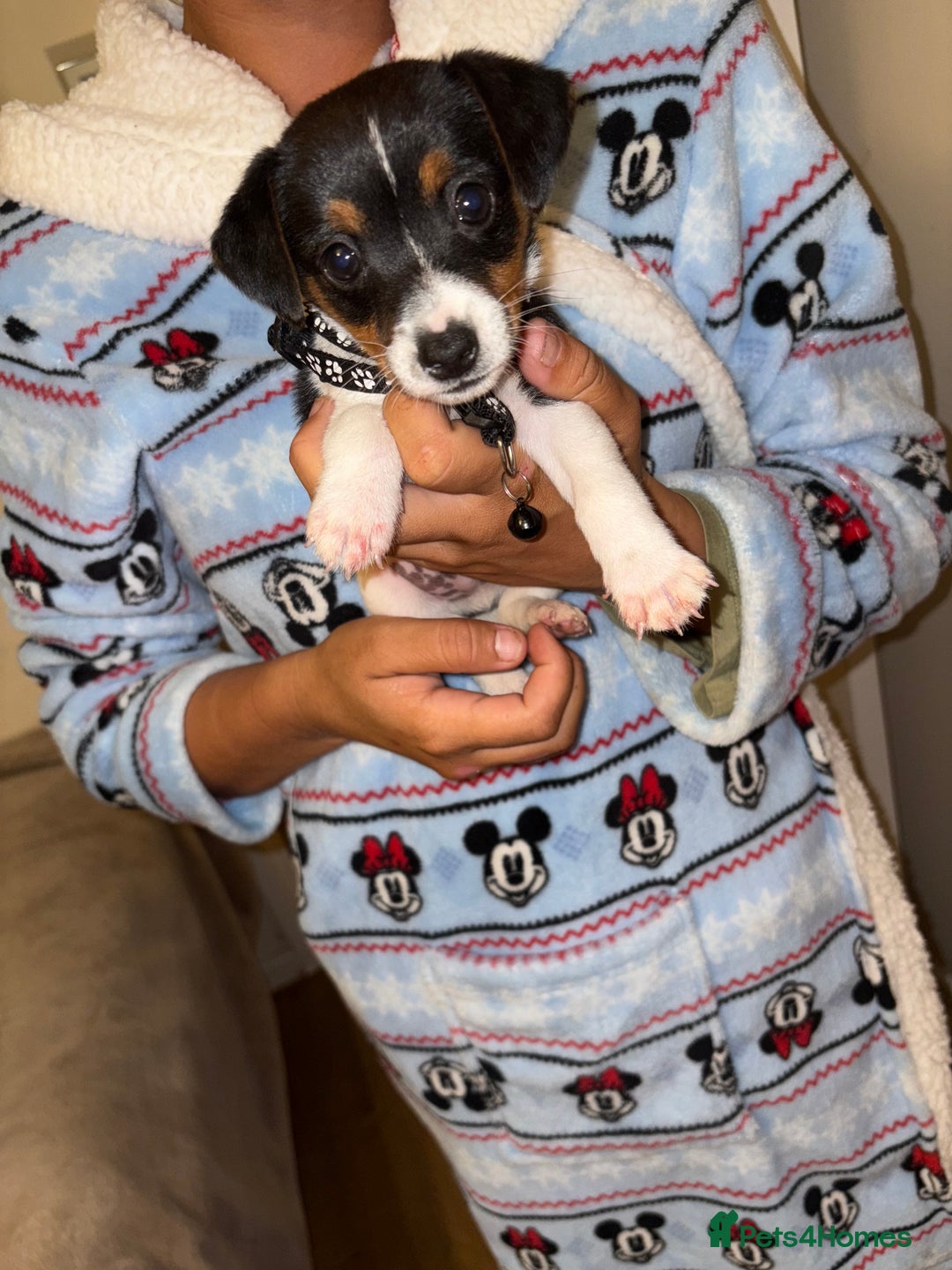 Jack Russell dogs for sale: Jack Russell Pure Breed Puppy’s  - Image 25