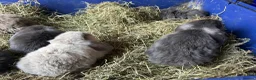 Mini Lop rabbits for sale: Mini lop babies  - Advert 9