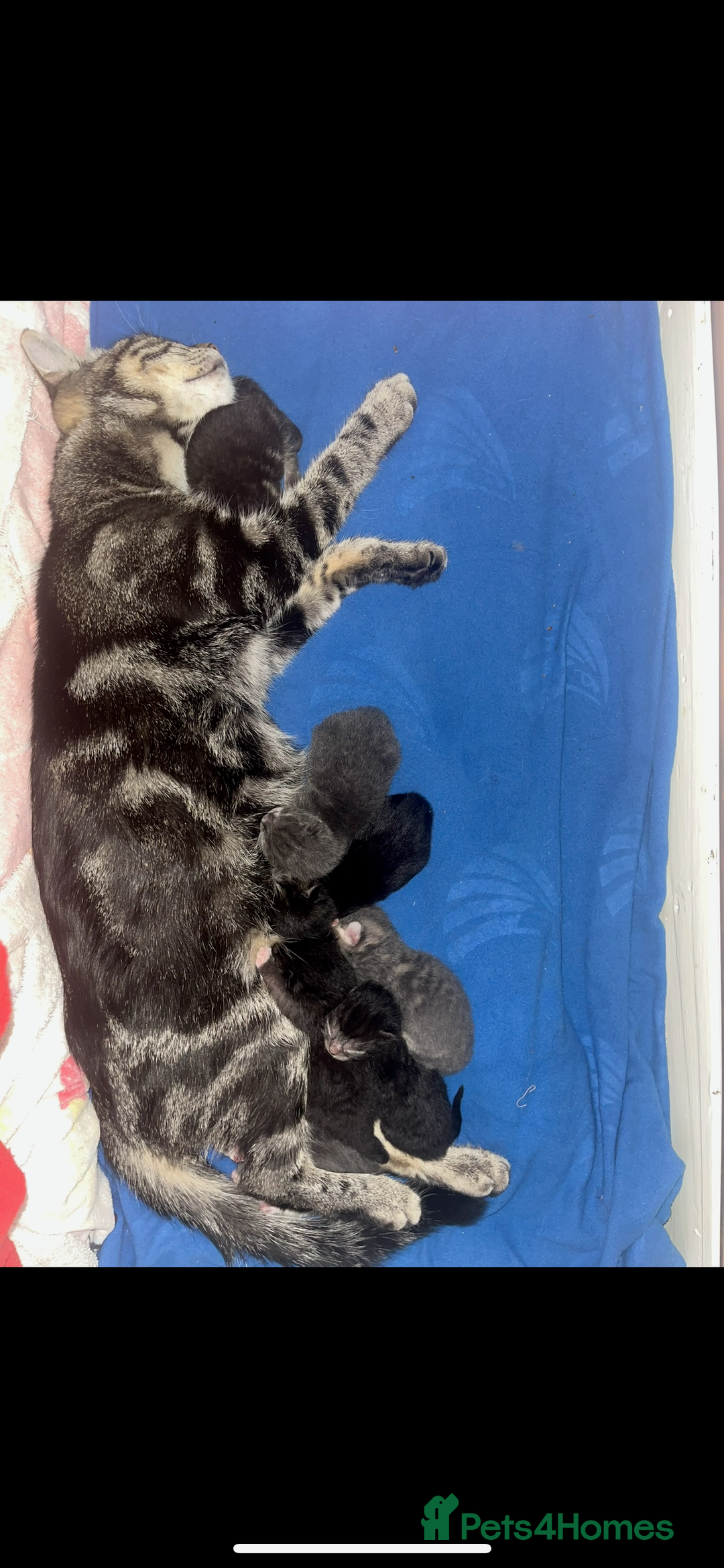 Mixed Breed cats for sale: Beautiful 10week old Kitten - Advert 6