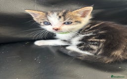 Mixed Breed cats for sale: 2 Beautiful male tabby kittens  - Image 4
