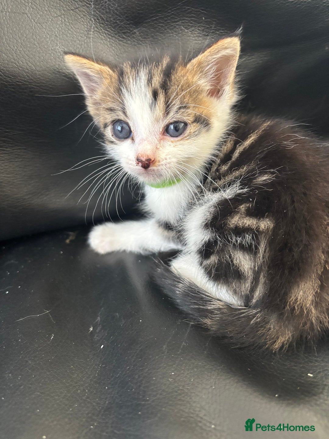 Mixed Breed cats for sale: 2 Beautiful male tabby kittens  - Image 4