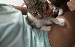 European cats for sale: kittens - Image 4