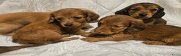 Miniature Dachshund dogs for sale: Longhaired Miniature Dachshund  - Advert 12