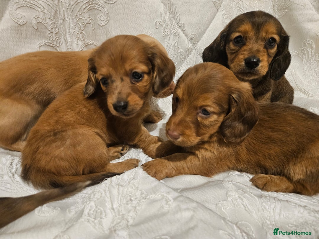 Miniature Dachshund dogs for sale: Longhaired Miniature Dachshund  - Advert 12
