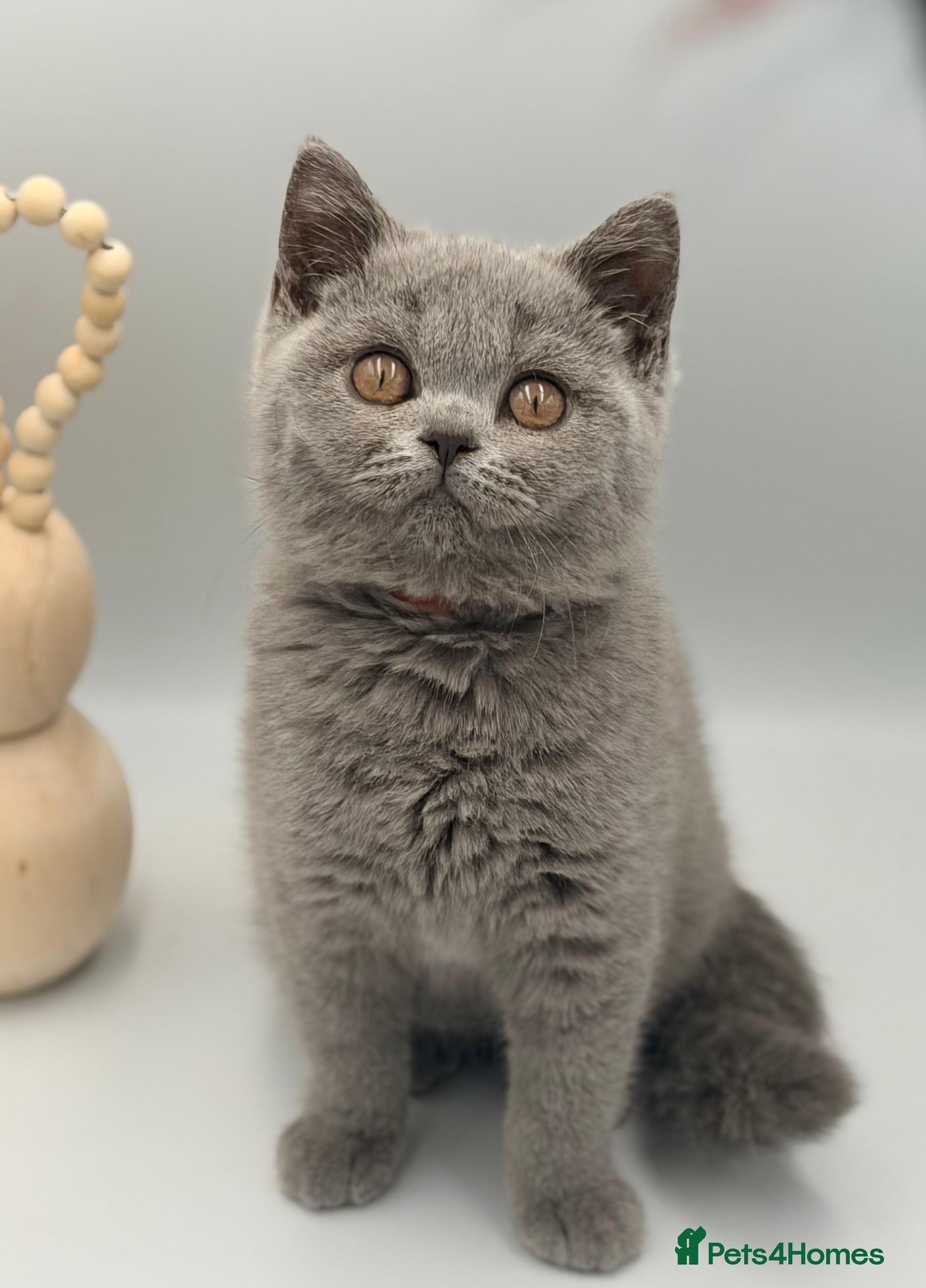 British Shorthair cats PEDIGREE REGISTERED CHUNKY BRITISH SHORTHAIRS  - Advert 6