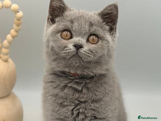 British Shorthair cats PEDIGREE REGISTERED CHUNKY BRITISH SHORTHAIRS - Advert 13